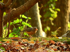 Turdus libonyana