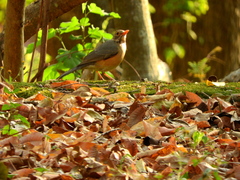 Turdus libonyana
