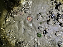 Actiniidae