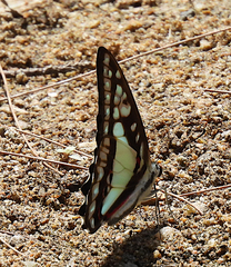 Graphium eurypylus