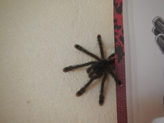 Avicularia avicularia