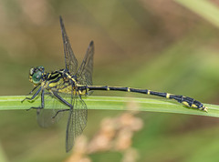Austrogomphus ochraceus