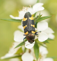 Castiarina rectifasciata
