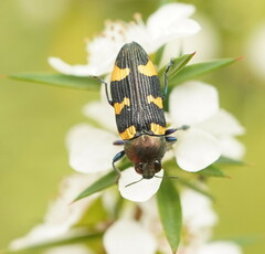 Castiarina rectifasciata