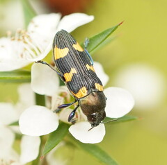 Castiarina rectifasciata