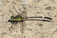 Austrogomphus amphiclitus
