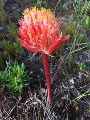 Haemanthus sanguineus