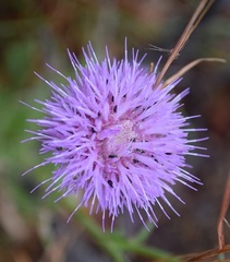Cirsium texanum