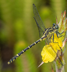 Austrogomphus ochraceus