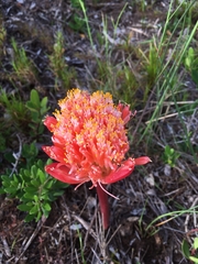 Haemanthus sanguineus