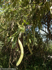 Vachellia robusta robusta