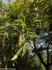Vachellia robusta robusta