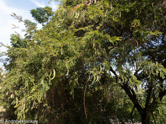 Vachellia robusta robusta
