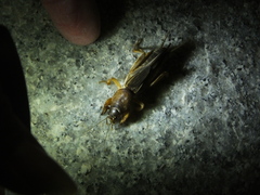 Gryllotalpa