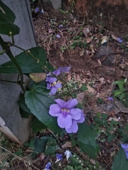 Thunbergia grandiflora