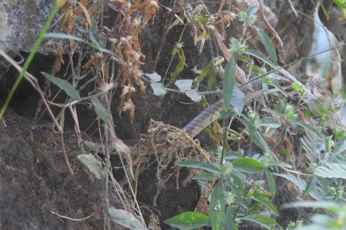Karnataka Bronzeback