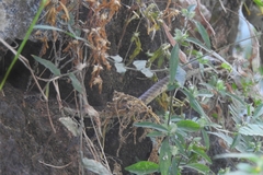 Dendrelaphis chairecacos