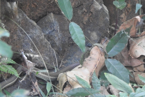 Karnataka Bronzeback