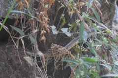 Dendrelaphis chairecacos