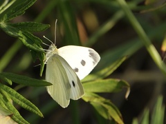 Pieris rapae rapae