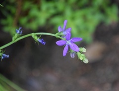 Triodanis perfoliata