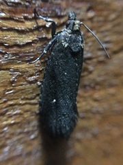 Cryptaspasma querula