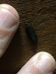 Cryptaspasma querula