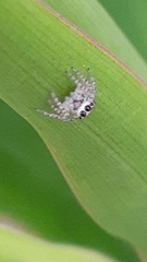 Tusitala