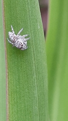 Tusitala