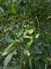 Allophylus natalensis