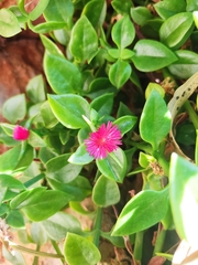 Mesembryanthemum cordifolium