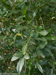 Allophylus natalensis