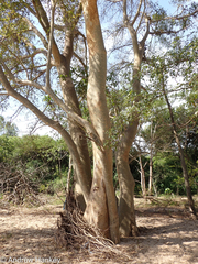 Ficus sycomorus gnaphalocarpa