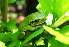 Hyla intermedia perrini