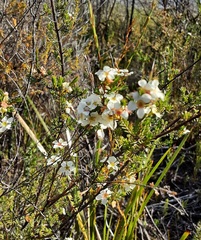 Harmogia densifolia