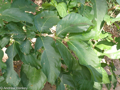 Vangueria