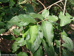 Vangueria