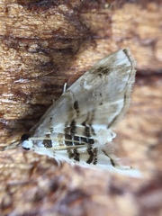 Trichophysetis cretacea