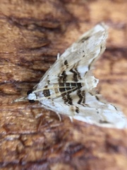 Trichophysetis cretacea