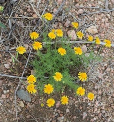 Helenium amarum