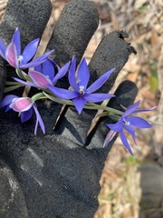 Thelymitra ixioides