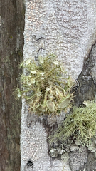 Usnea strigosa
