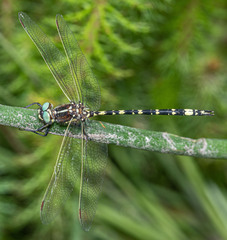 Synthemis eustalacta