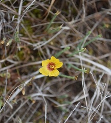 Linum hudsonioides