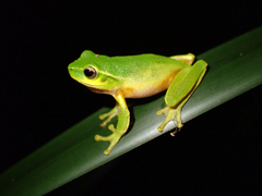 Ranoidea phyllochroa