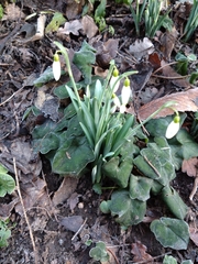 Galanthus