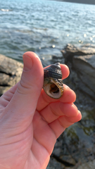 Coelotrochus tiaratus