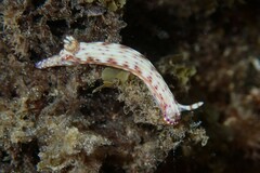 Hypselodoris maculosa