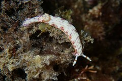 Hypselodoris maculosa