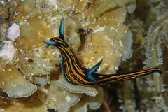 Roboastra gracilis